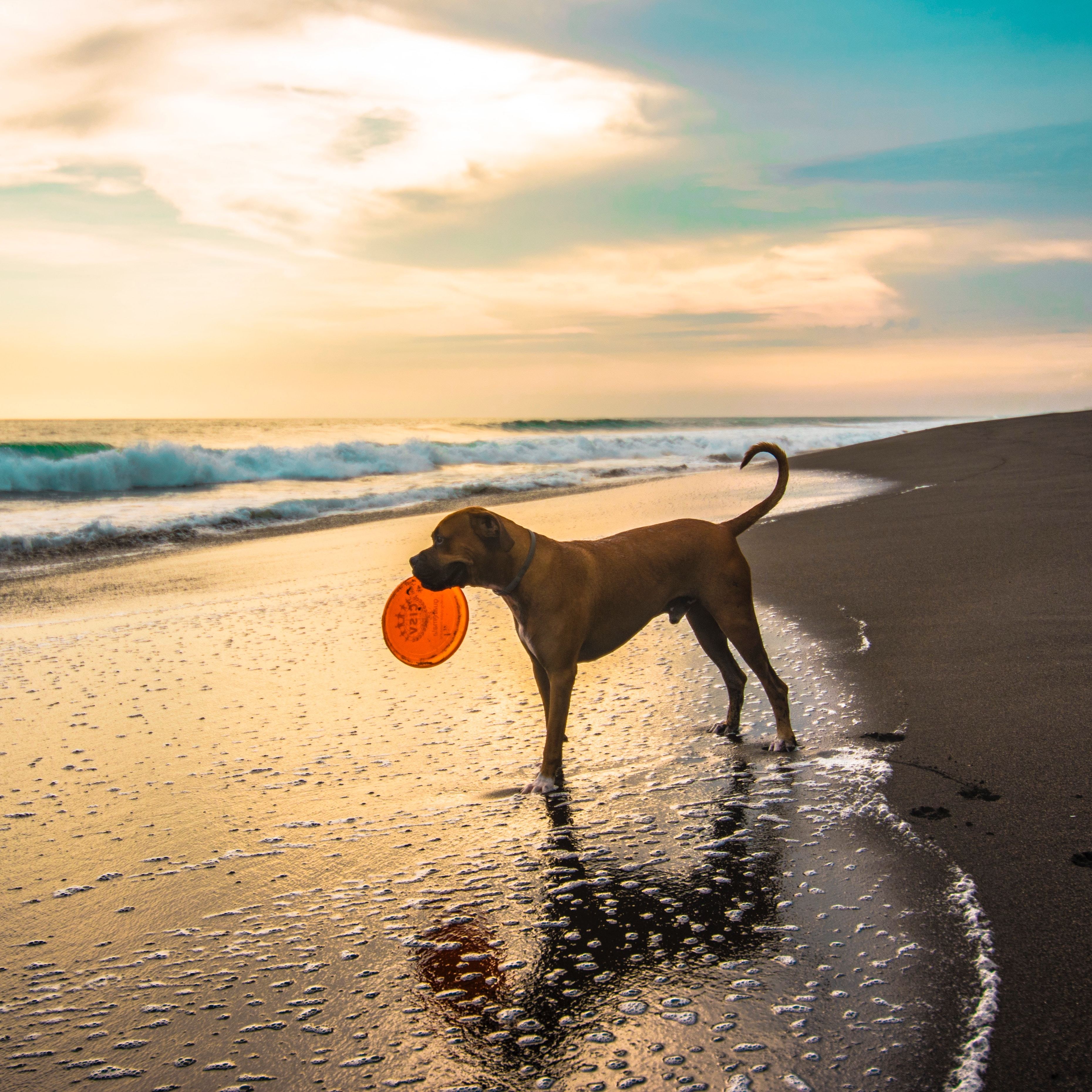 The 3 Best Beaches to Take Your Dog to In San Diego