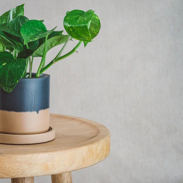 blue and tan cement planter by cord + iron 