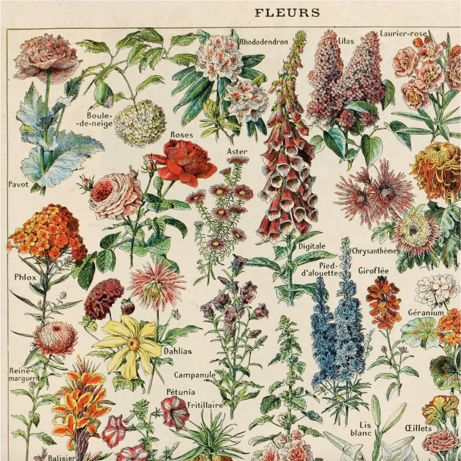 Vintage Botanical Fleurs Garden Flower Print - with Frame Option