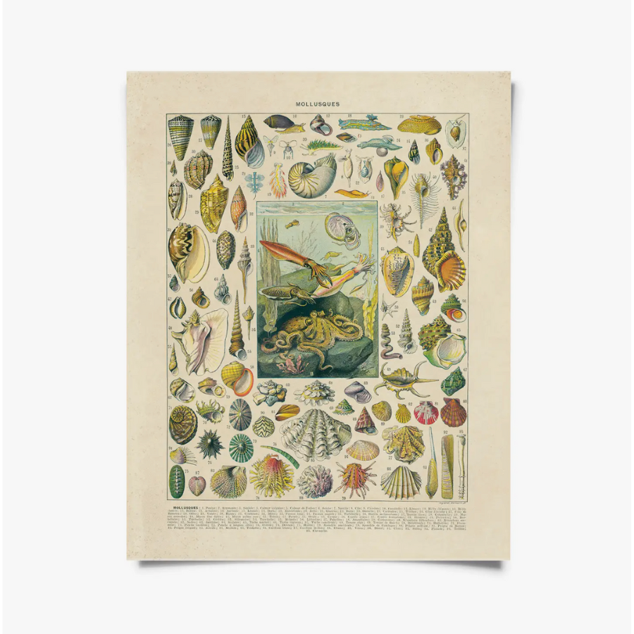 Vintage French Mollusk Sea Shell Print