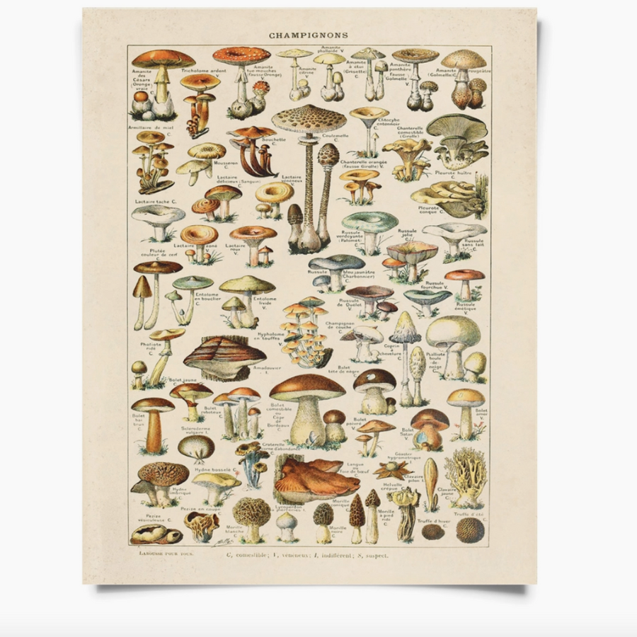 Vintage French Champignons Mushroom Print by Curious Prints