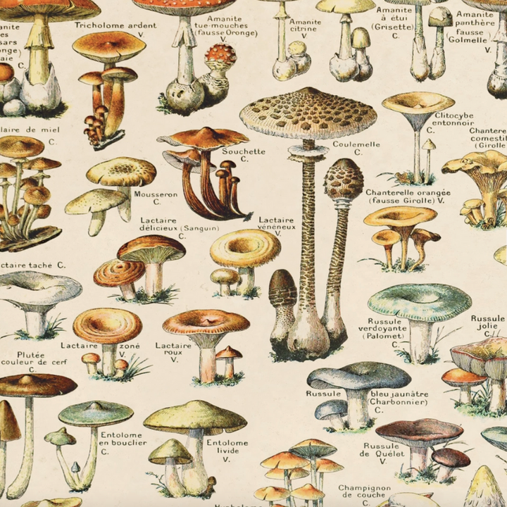Curious Prints Vintage Mushroom print 